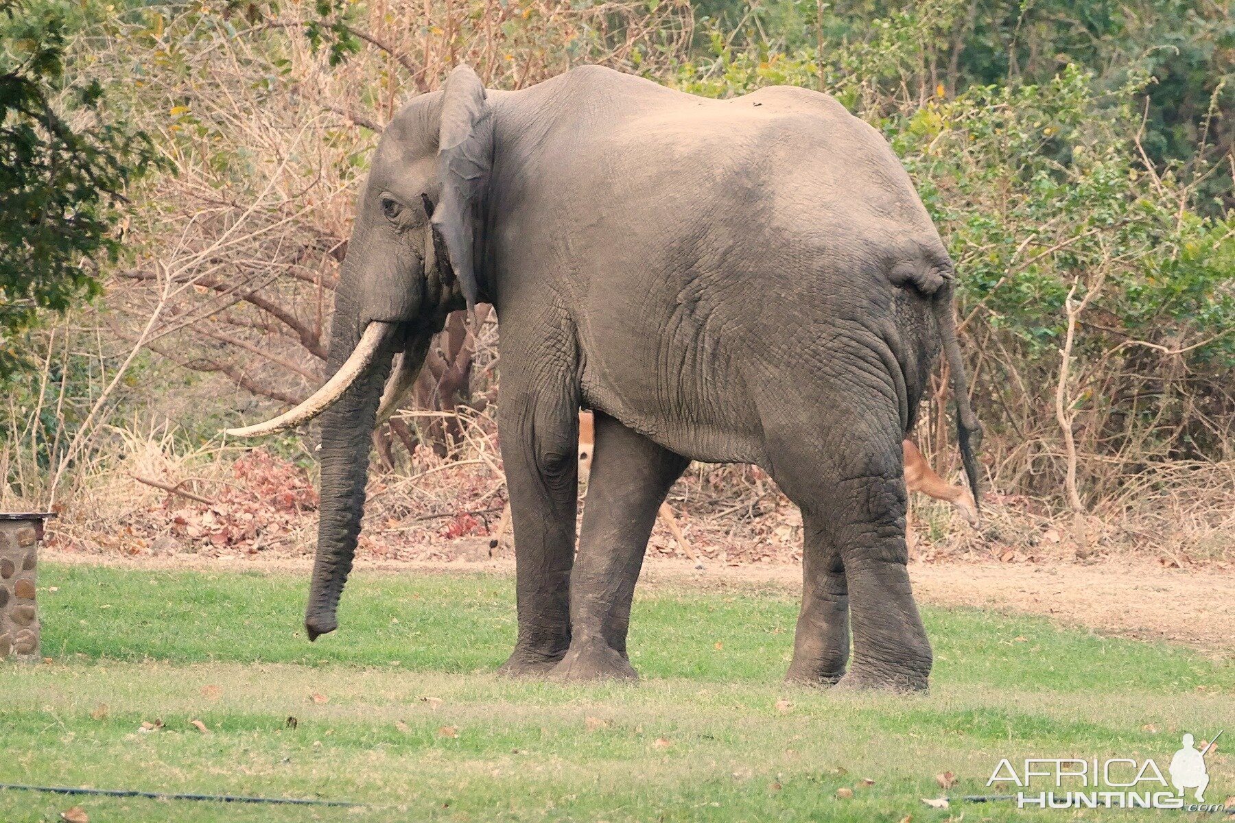 Elephant & Impala's at the lodge Zambia
