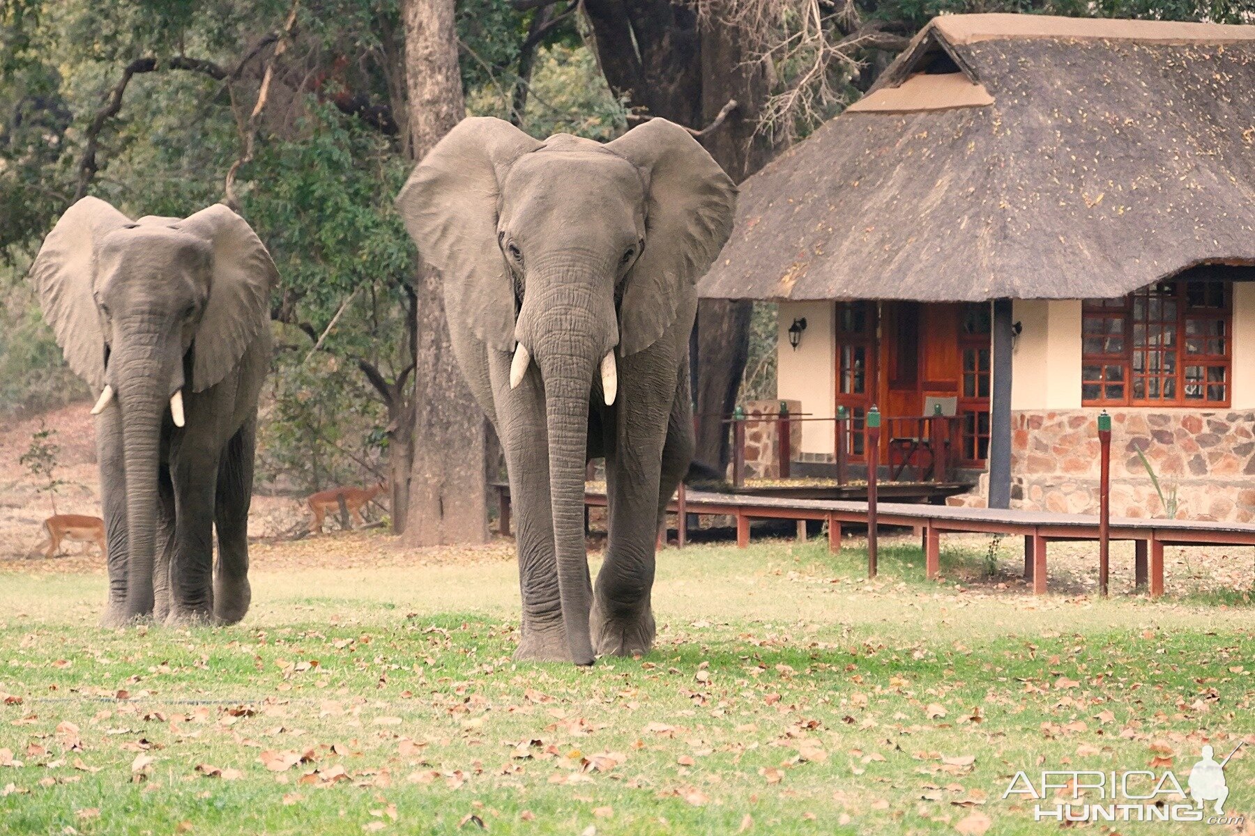 Elephant & Impala's at the lodge Zambia