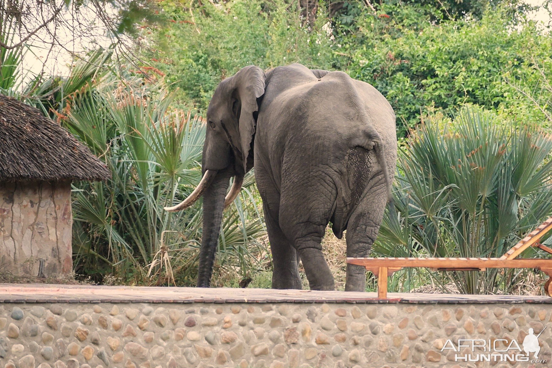 Elephant & Impala's at the lodge Zambia