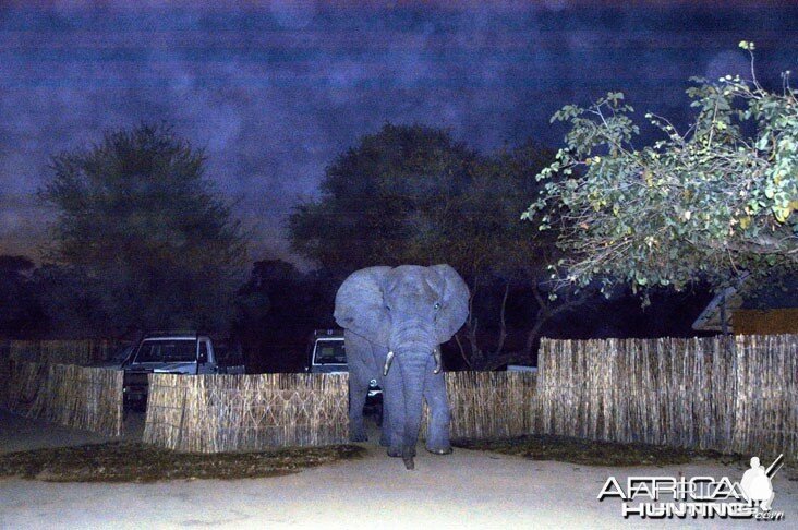 Elephant in Camp Zambia