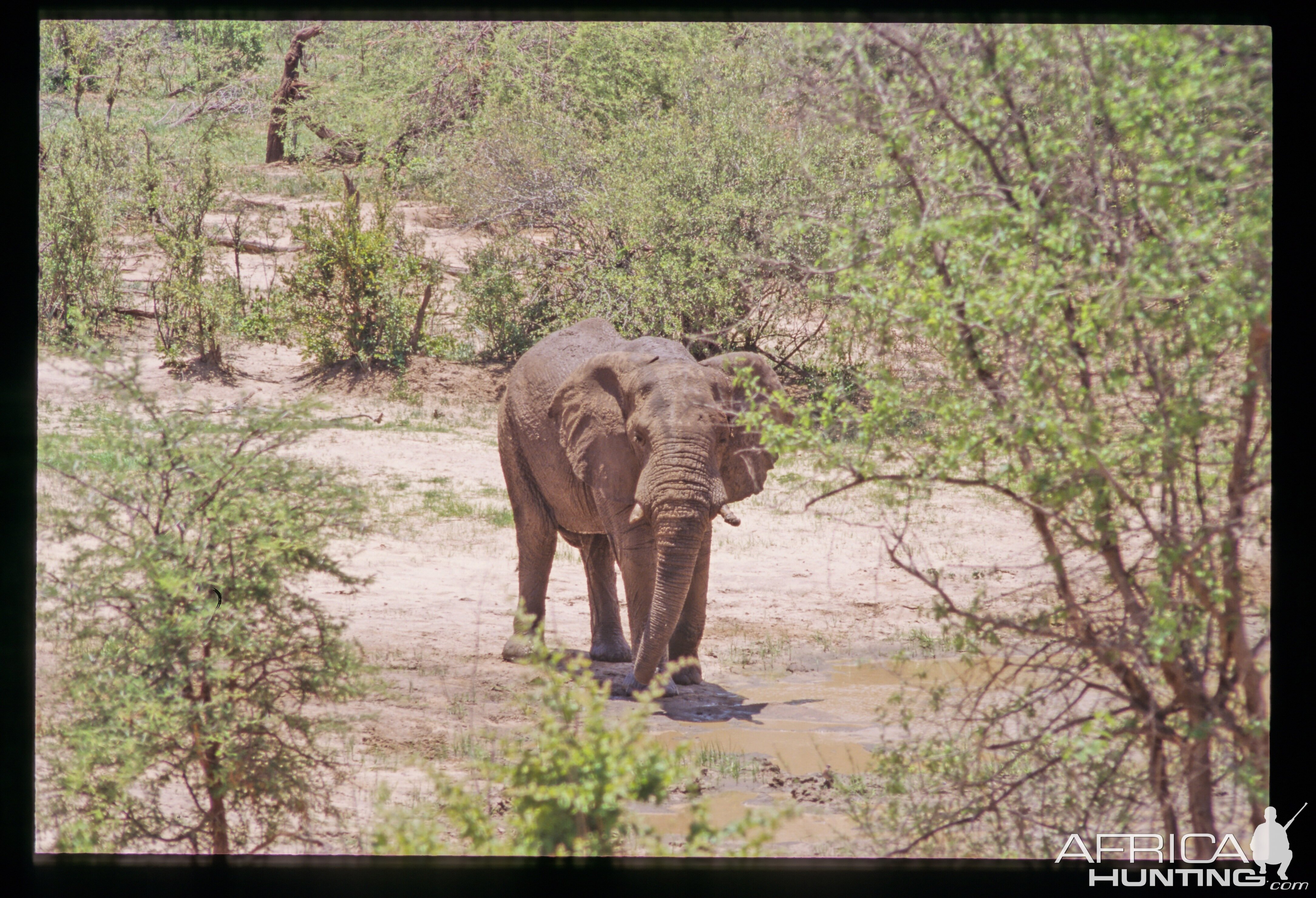 Elephant in Hwange National Park Zimbabwe