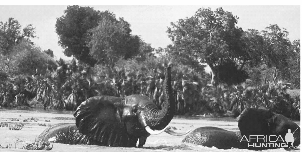 Elephant in India