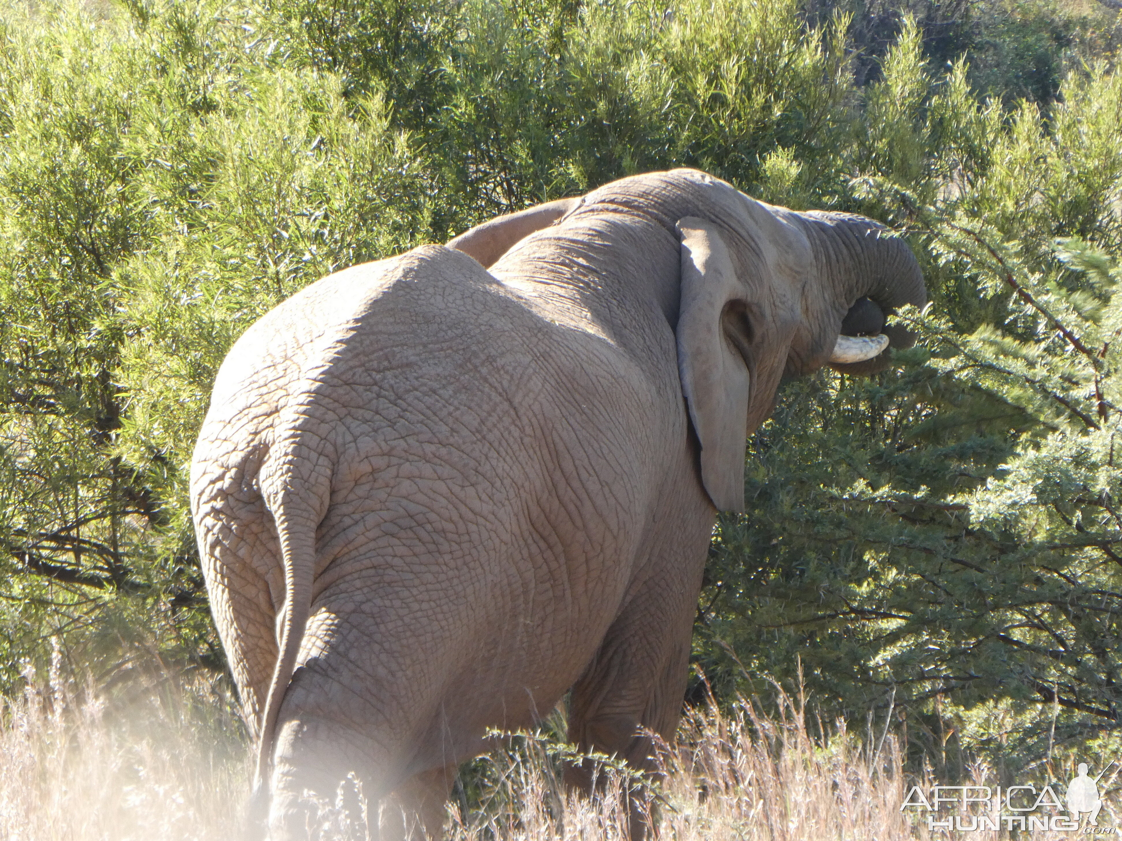 Elephant in South Africa