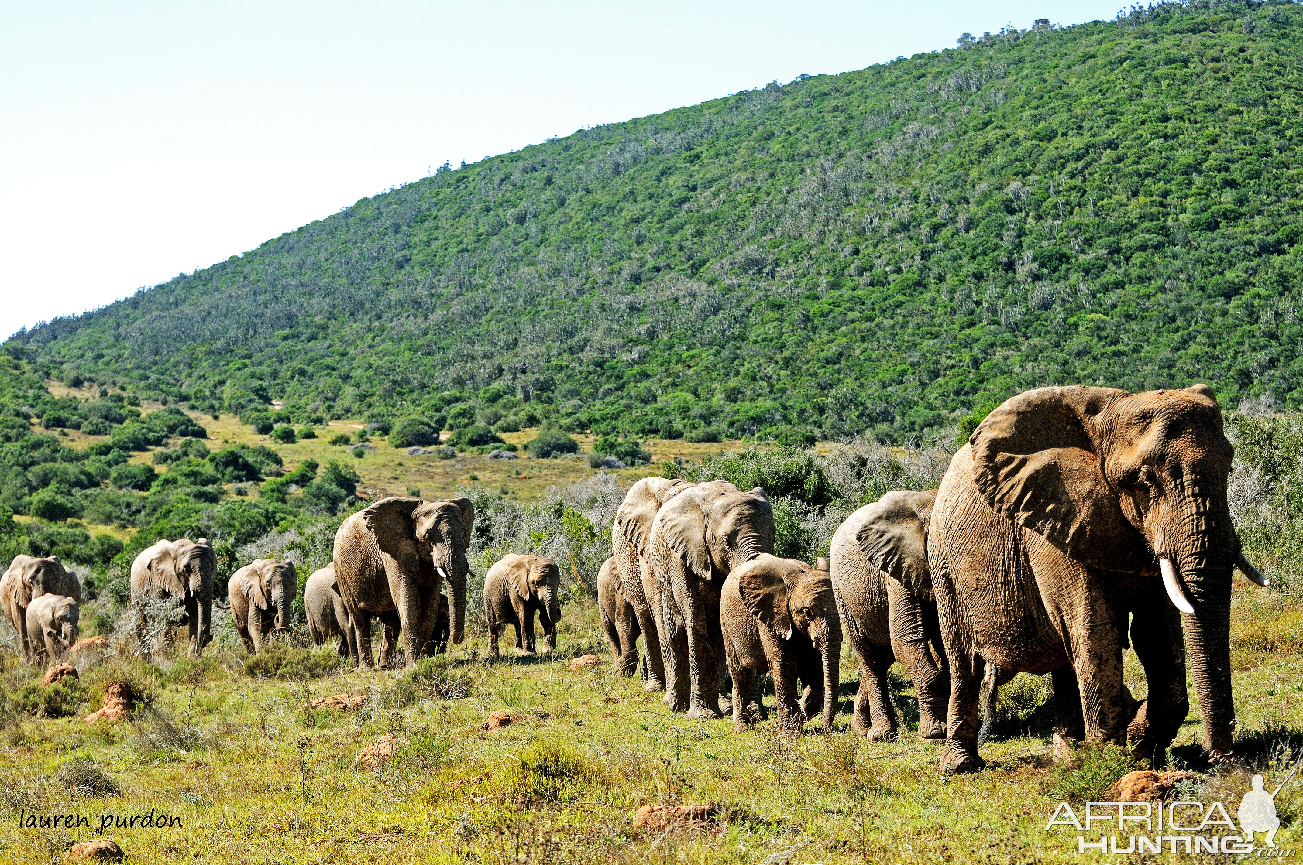 Elephant in South Africa