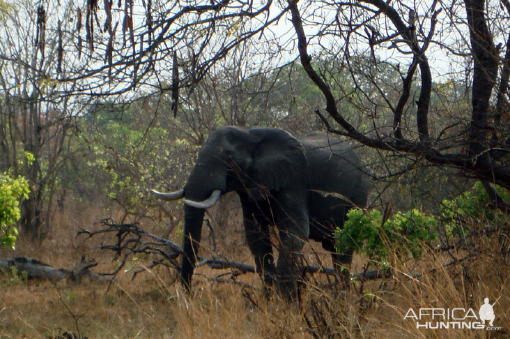 Elephant in Zambia