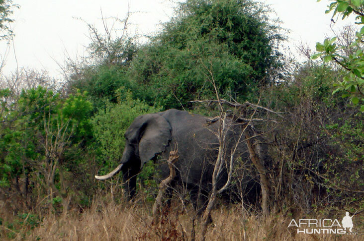 Elephant in Zambia