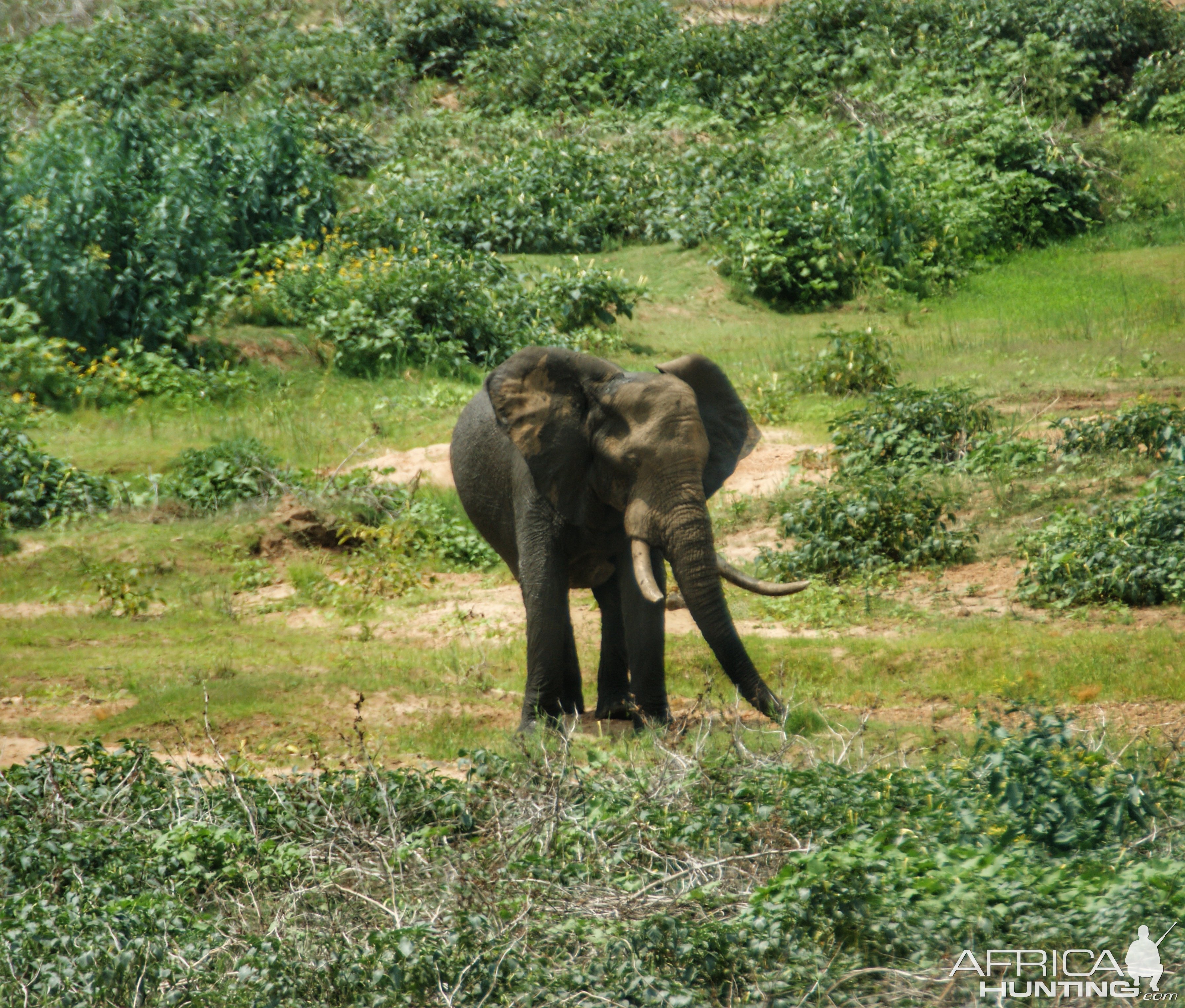 Elephant Makuya Game Park Greater Kruger South Africa