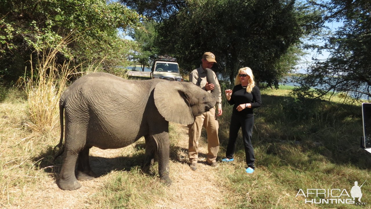 Elephant Mozambique