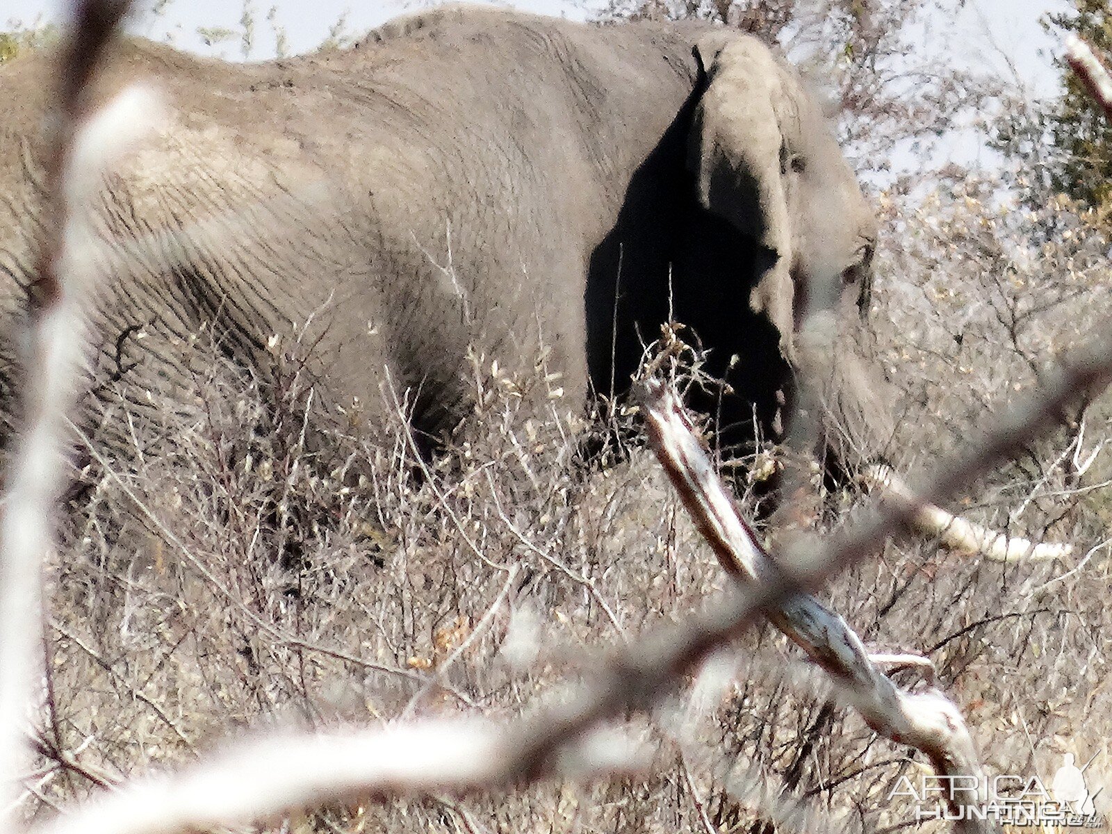 Elephant Namibia, July 2014