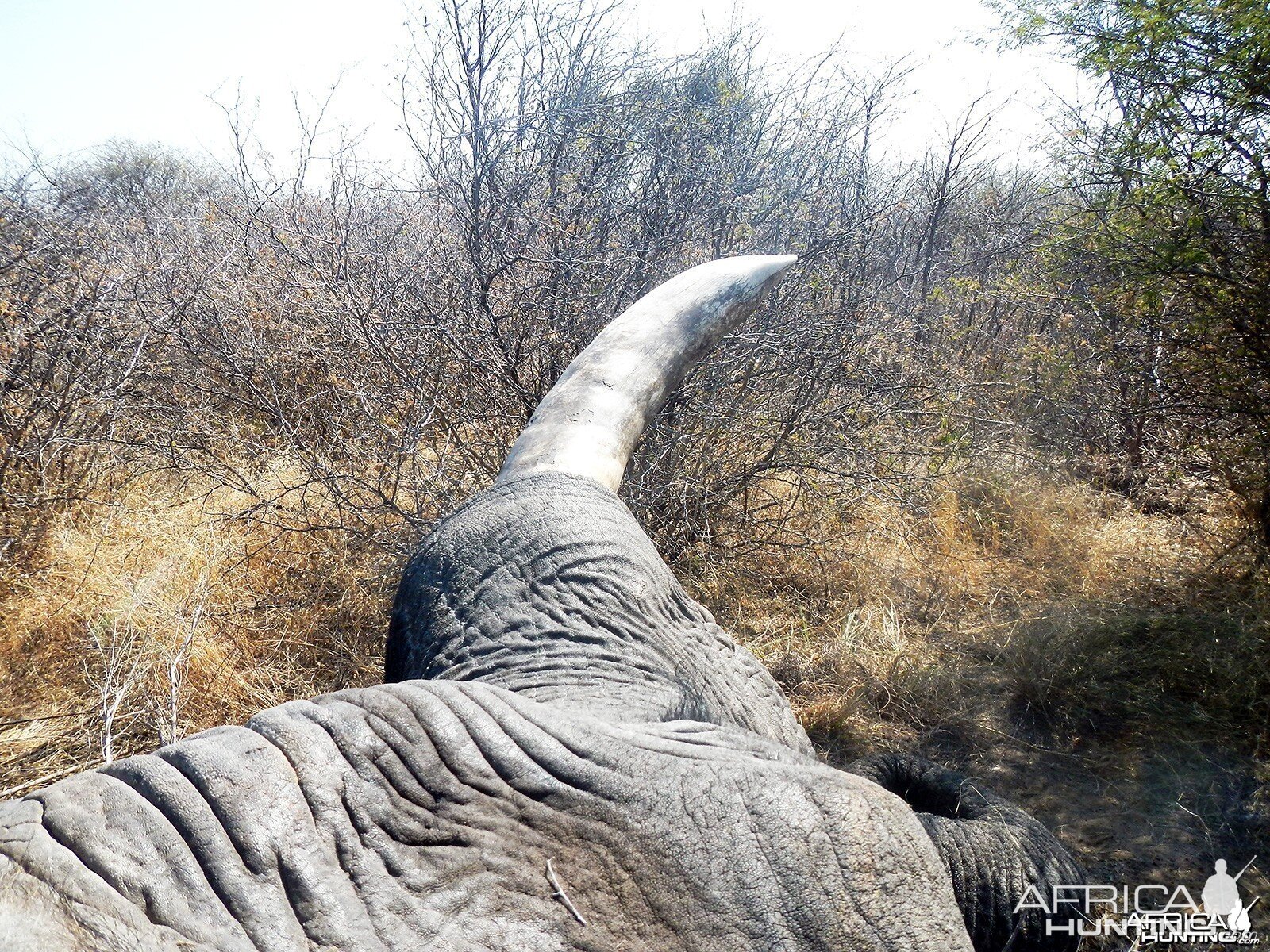 Elephant Namibia, July 2014