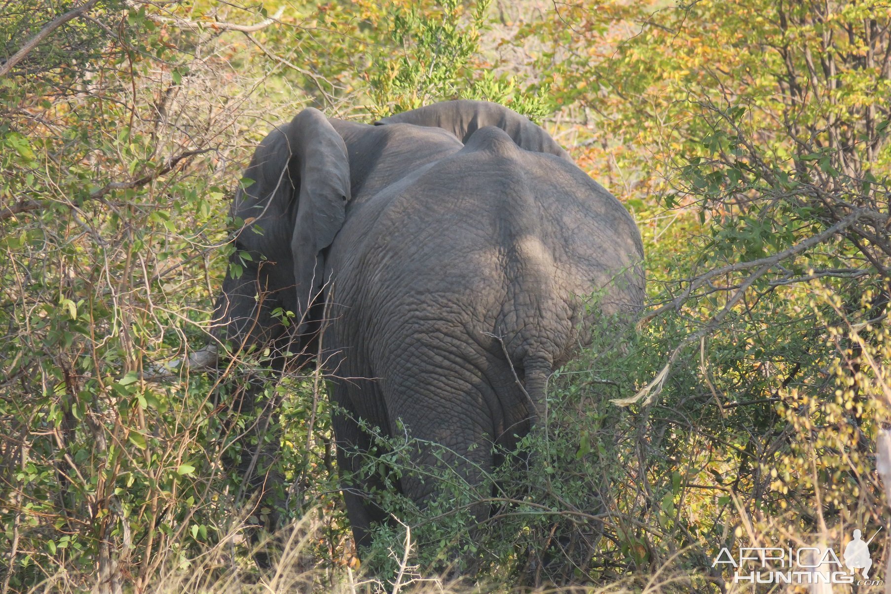 Elephant Namibia