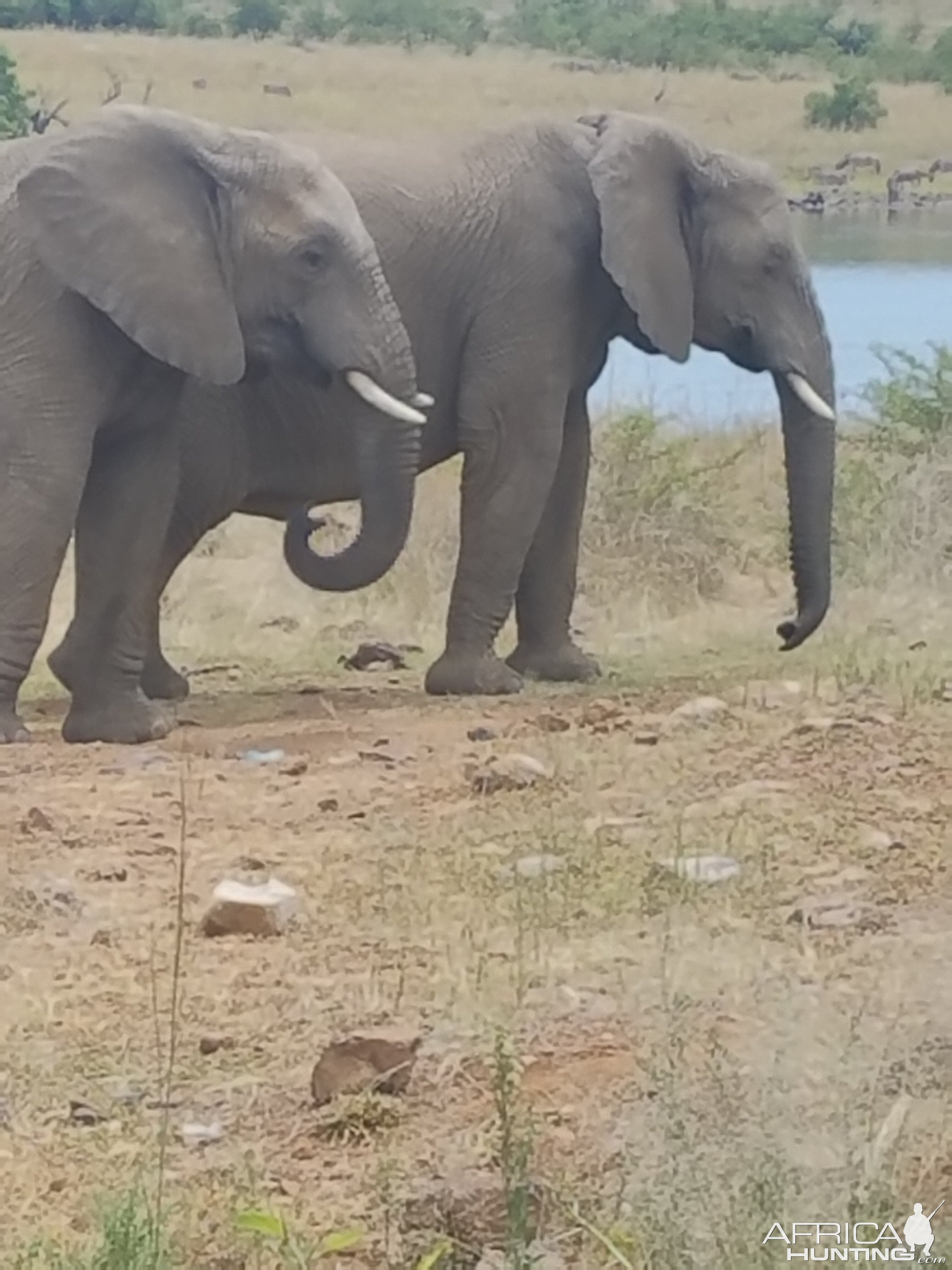 Elephant Namibia