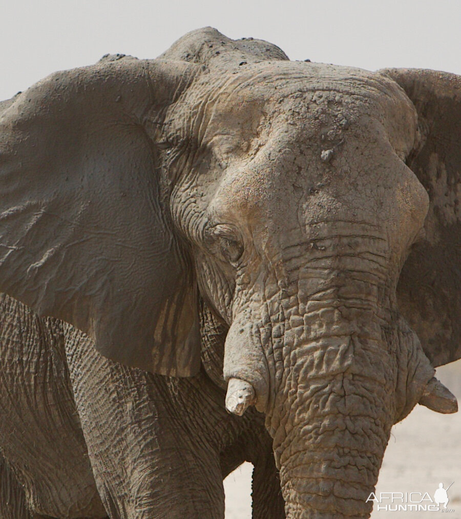 Elephant Namibia