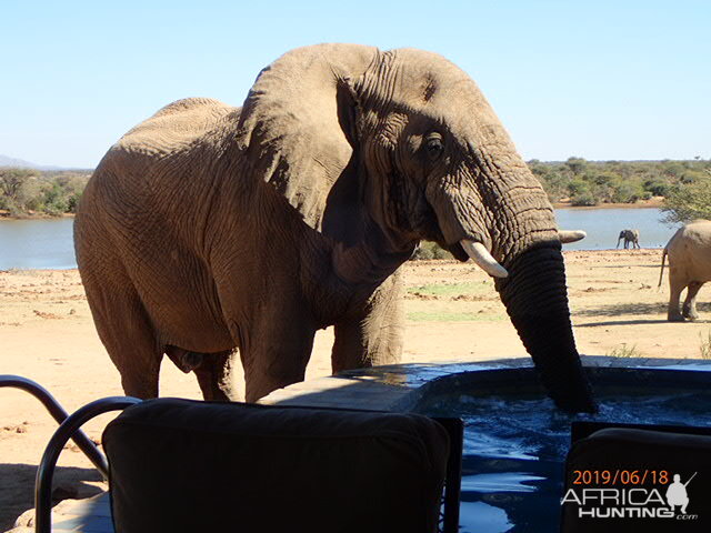 Elephant Namibia