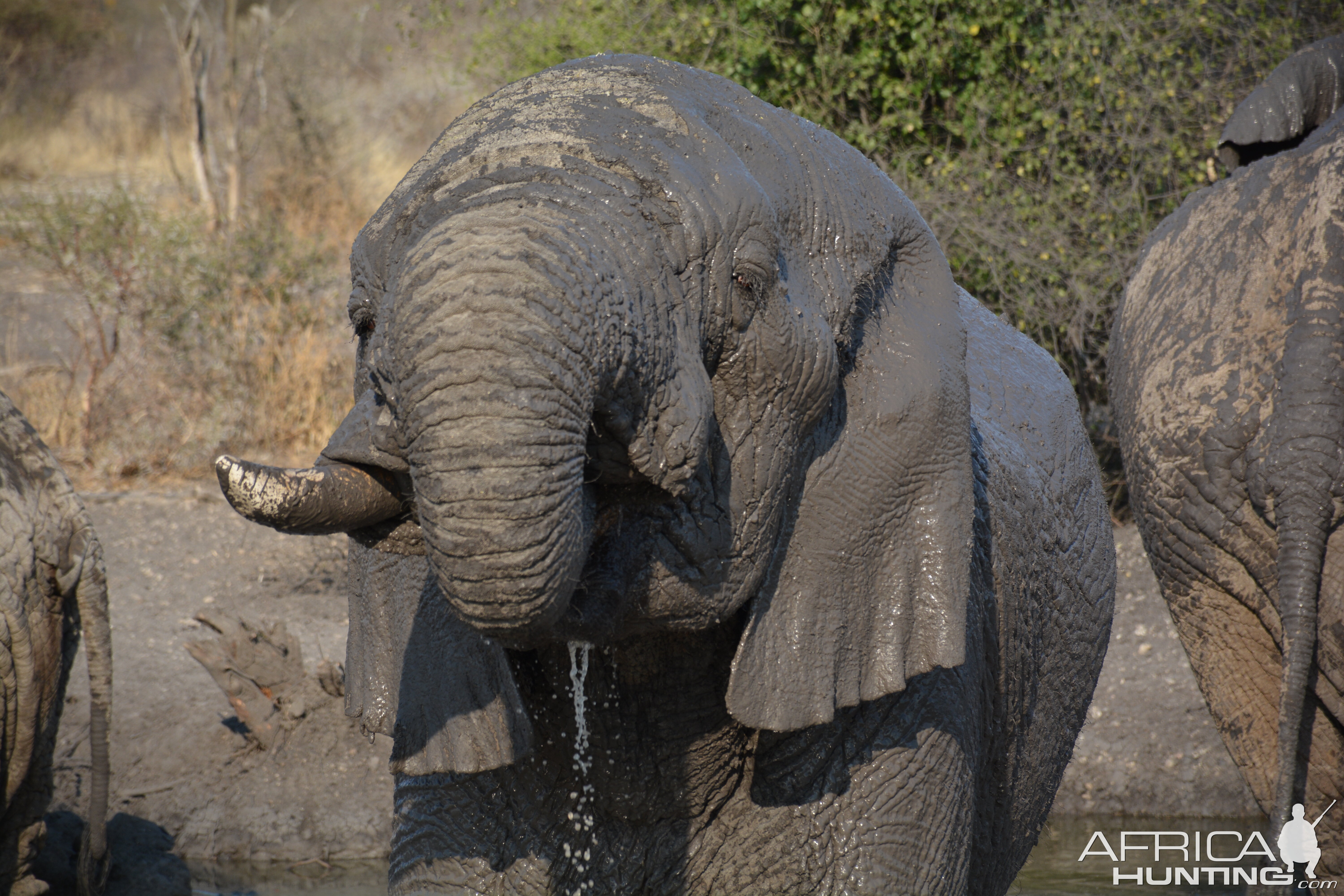Elephant on Photographic safari Pilanesburg National park