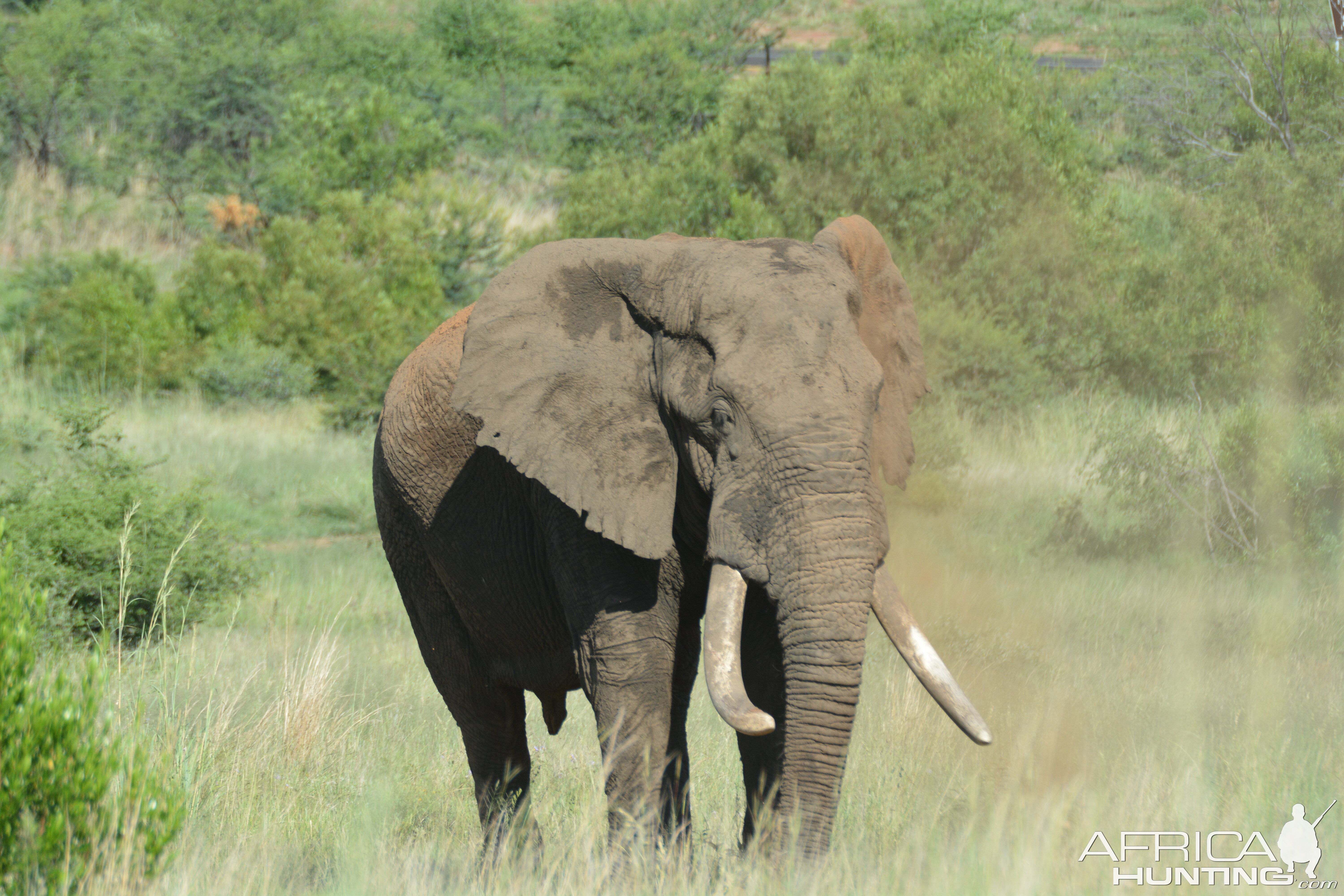 Elephant on Photographic safari Pilanesburg National park