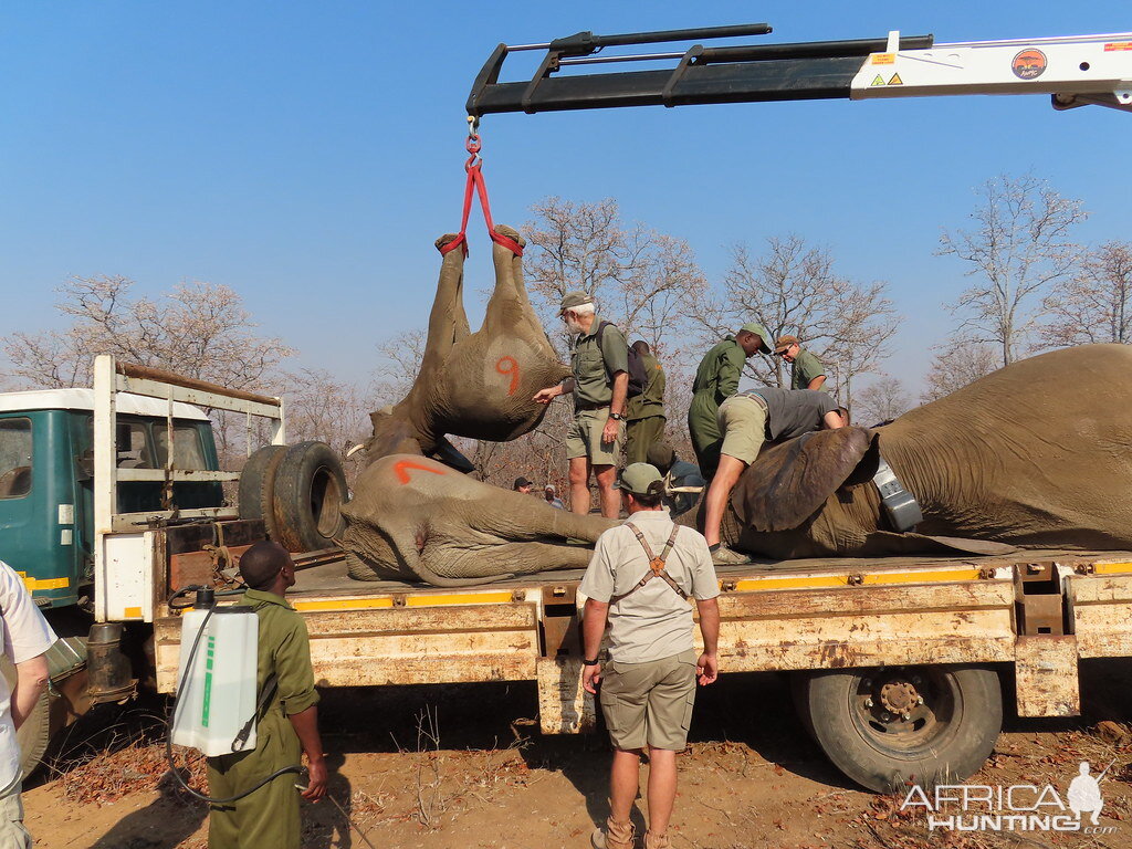 Elephant Relocation Project Zimbabwe