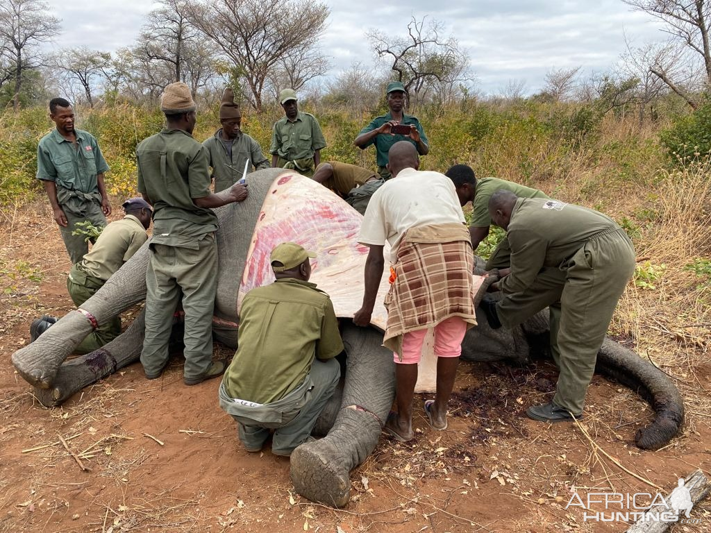 Elephant skinning and butchering Zimbabwe