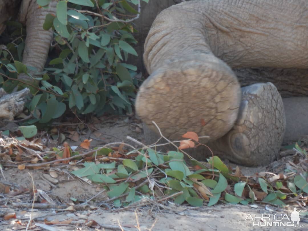 Elephant sleeping in Hoanib River Valley, Damaraland, Namibia