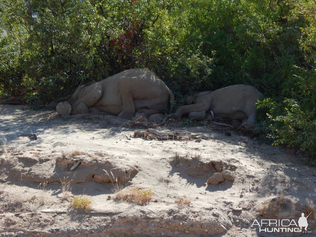 Elephant sleeping in Hoanib River Valley, Damaraland, Namibia