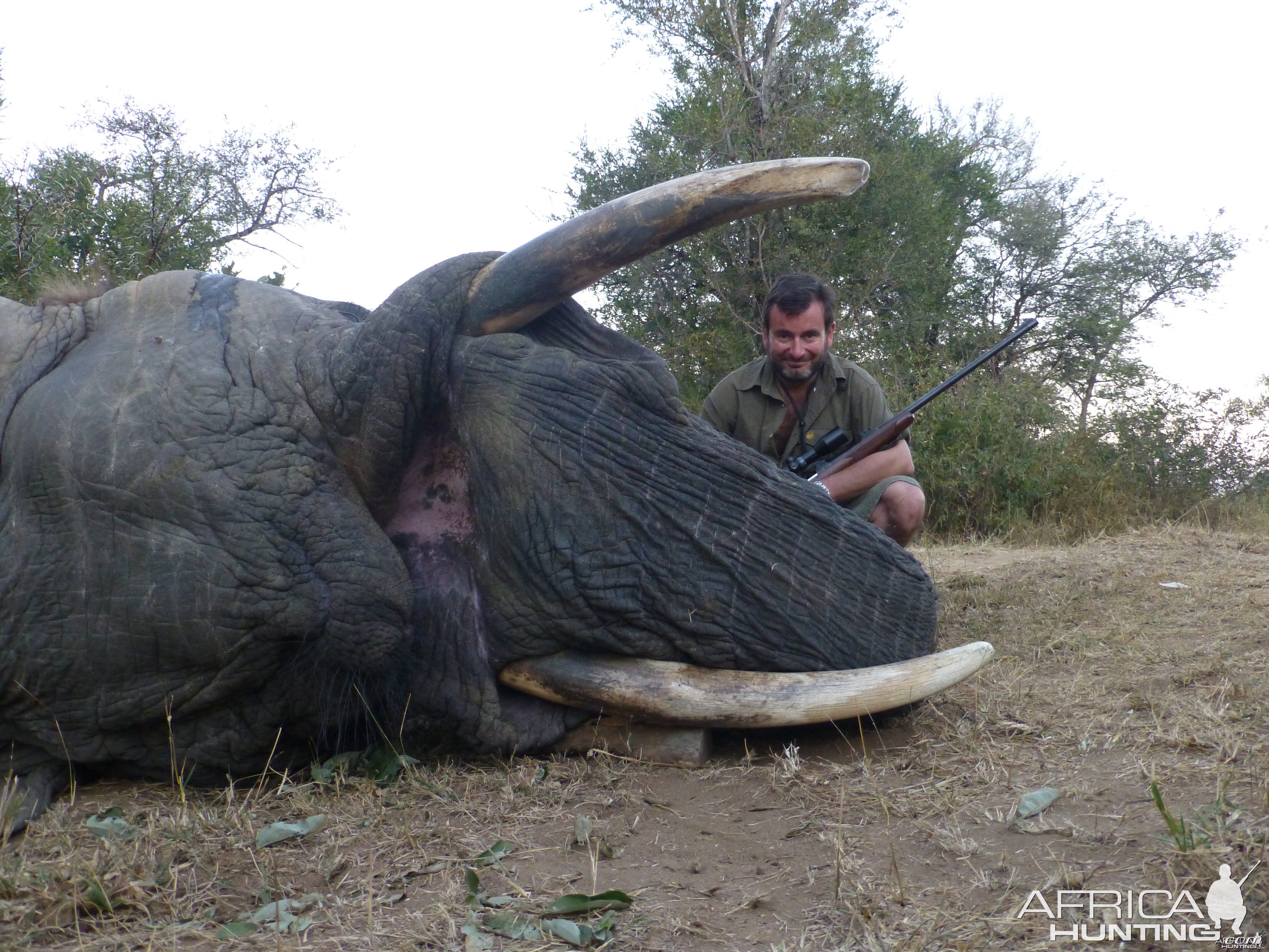 Elephant - South Africa