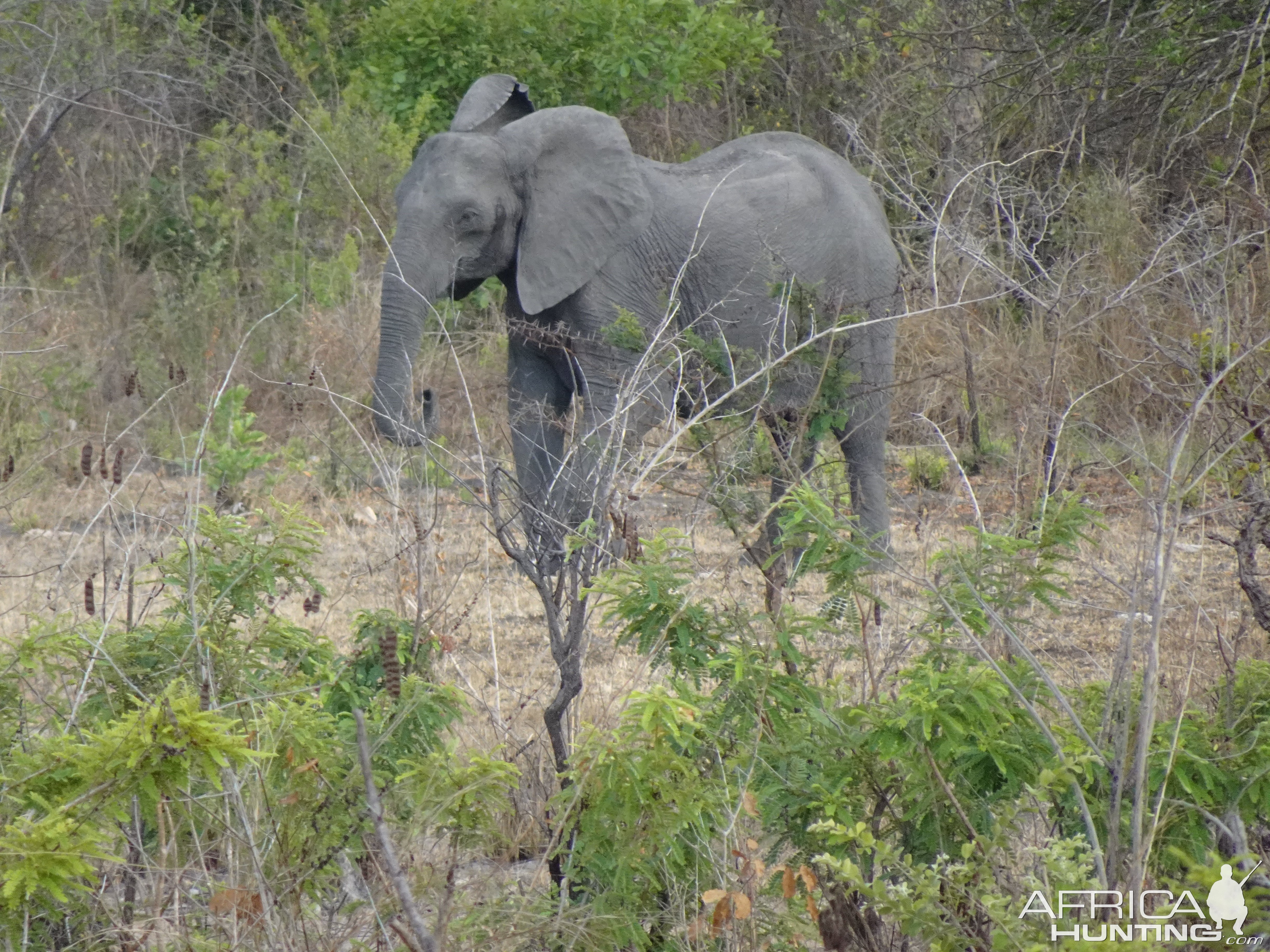 Elephant Tanzania