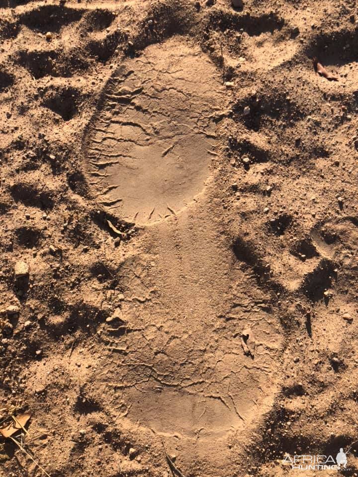 Elephant Tracks Zimbabwe