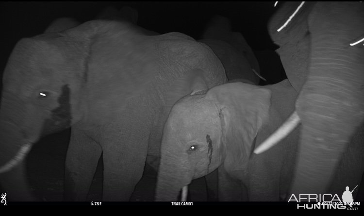 Elephant Trail Camera Zimbabwe