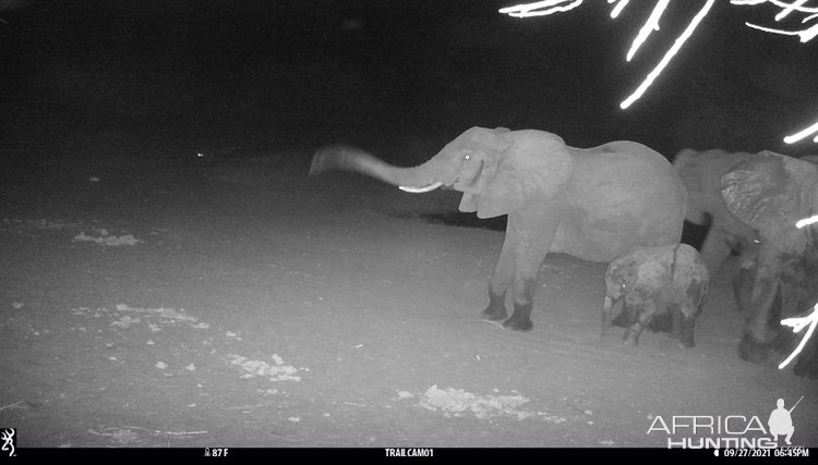 Elephant Trail Camera Zimbabwe