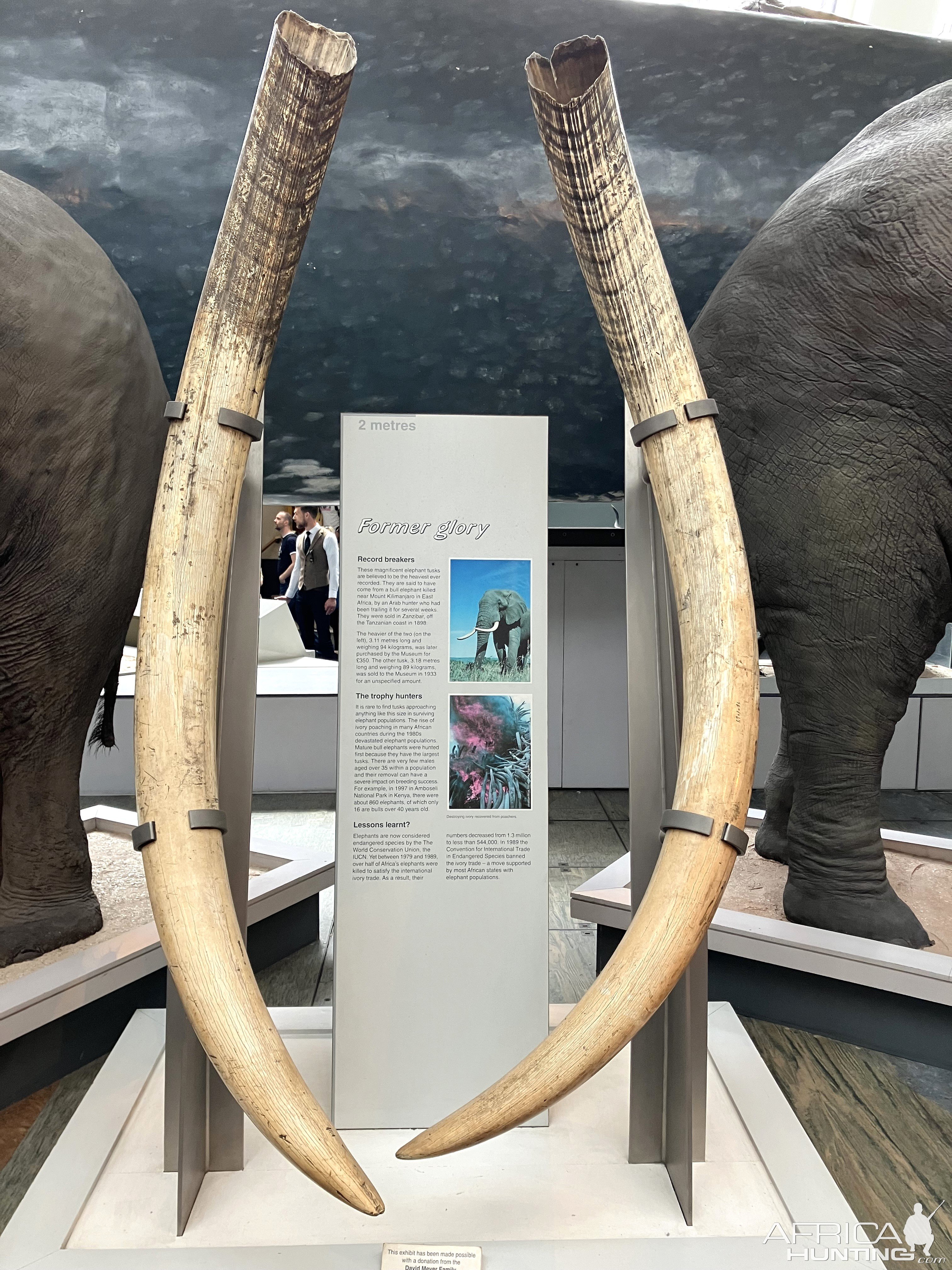 Elephant Tusk Display British Museum