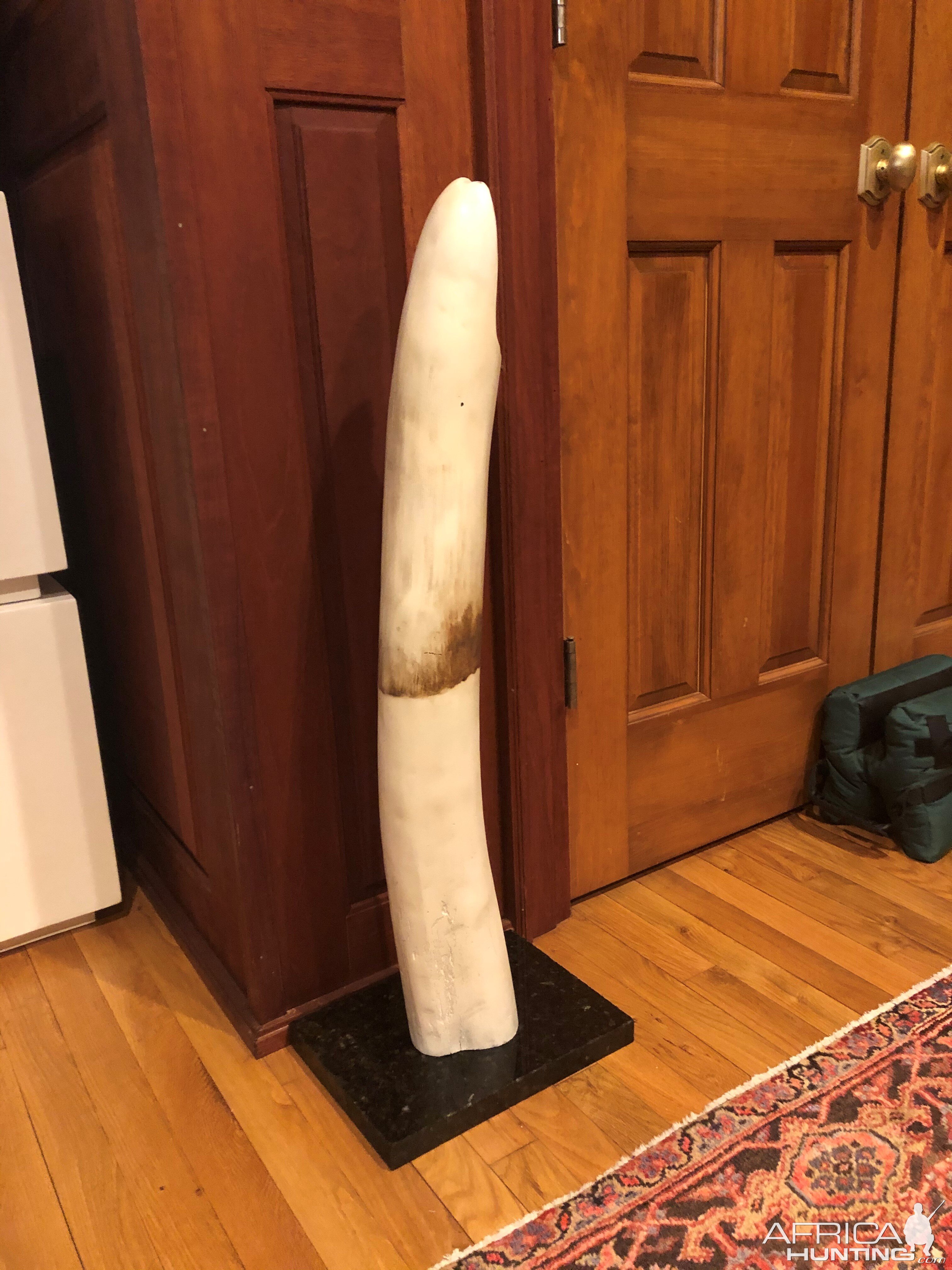 Elephant Tusk Display Taxidermy