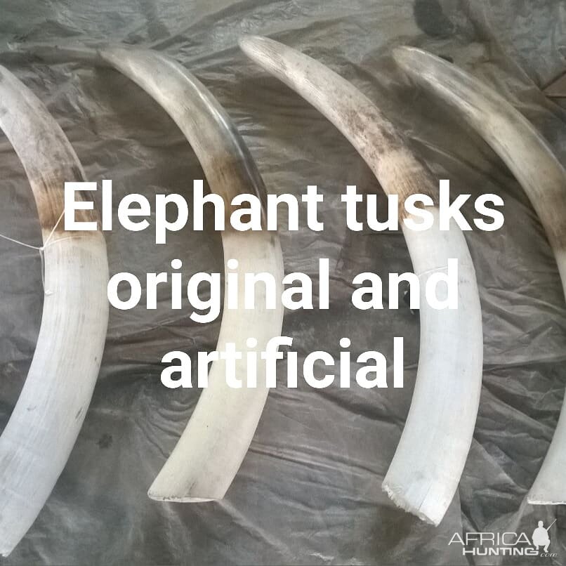 Elephant Tusks Original & Artificial