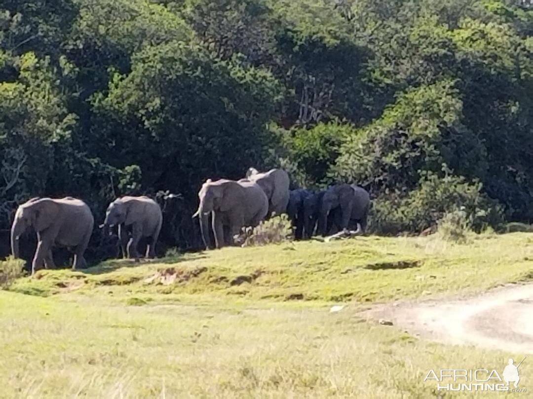 Elephant Wildlife Eastern Cape South Africa