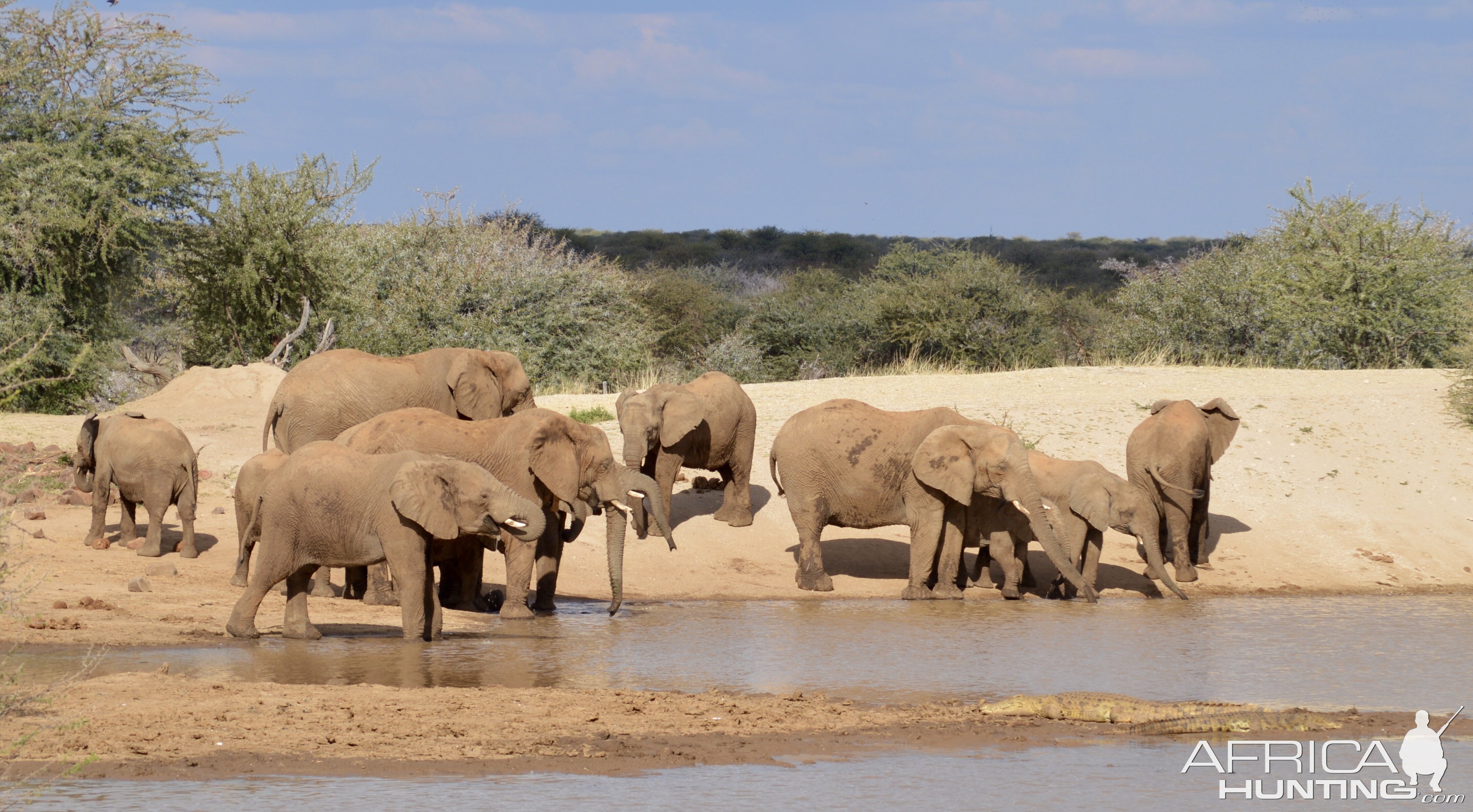 Elephant WIldlife Namibia