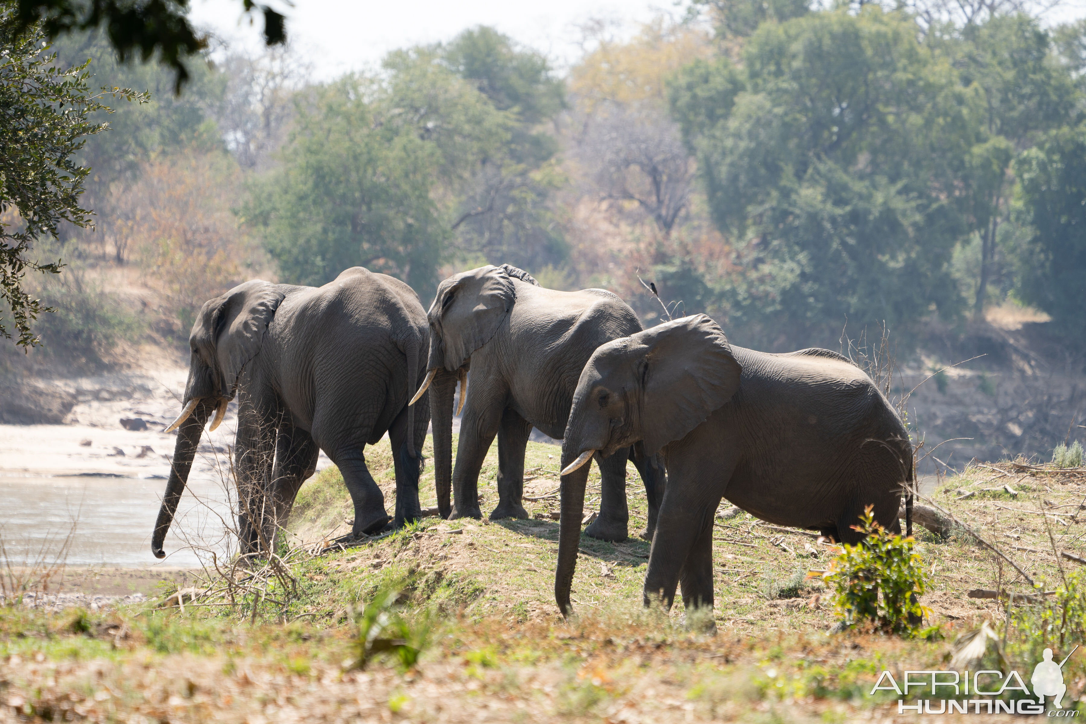 Elephant Zambia