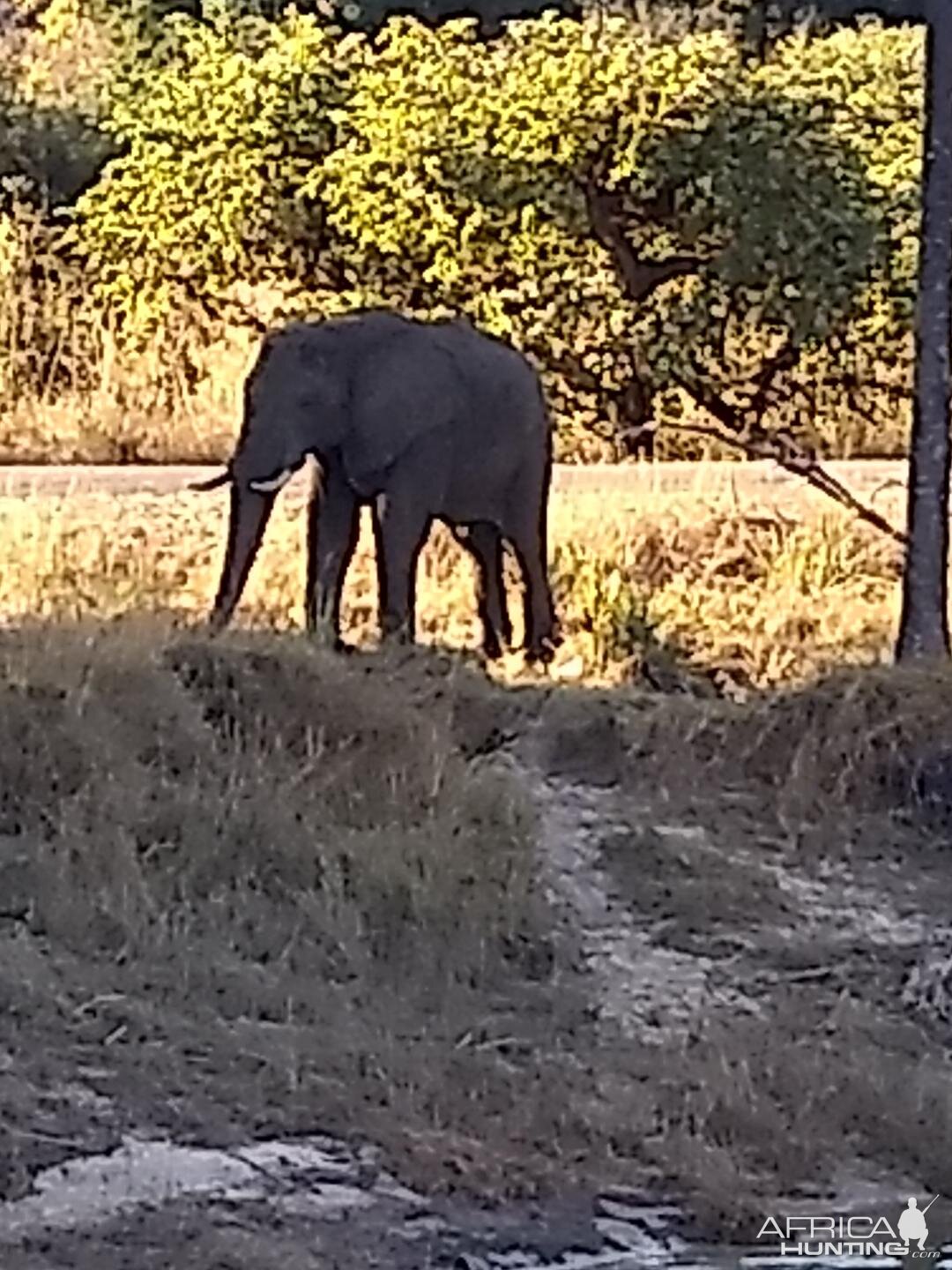 Elephant Zambia