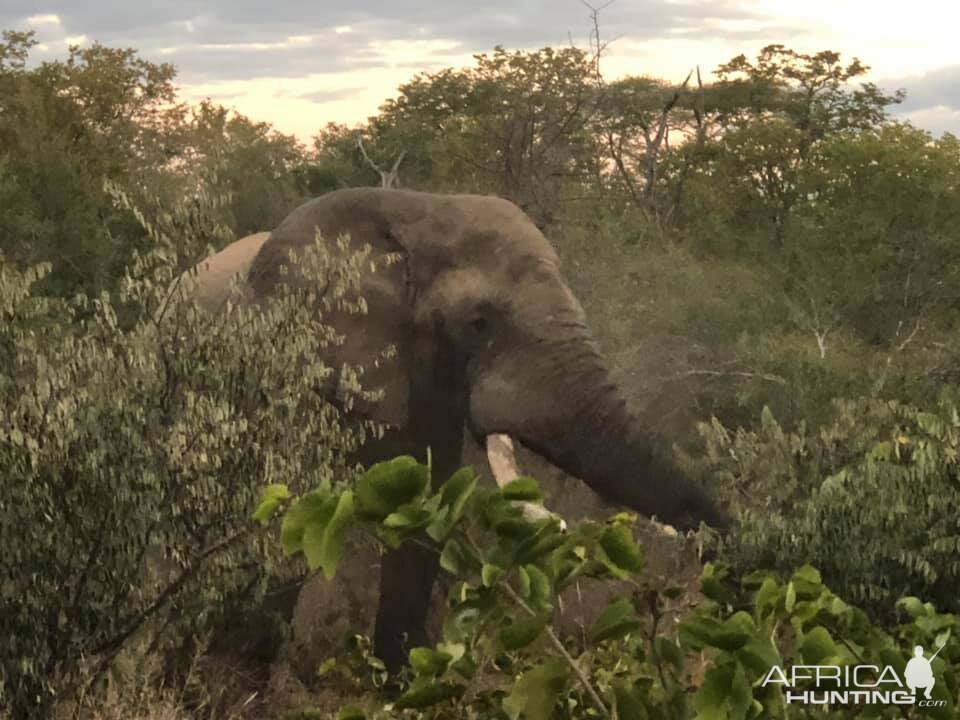 Elephant Zimbabwe
