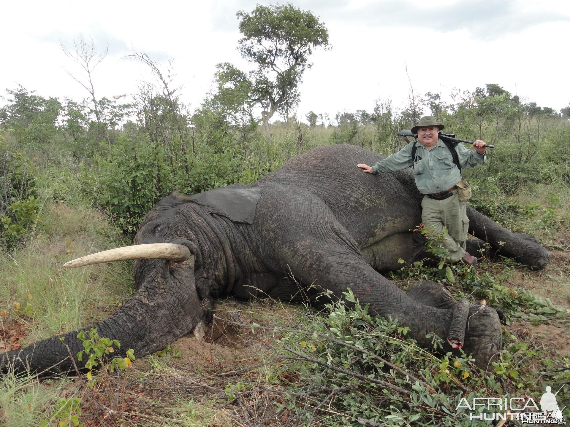 Elephant Zimbabwe