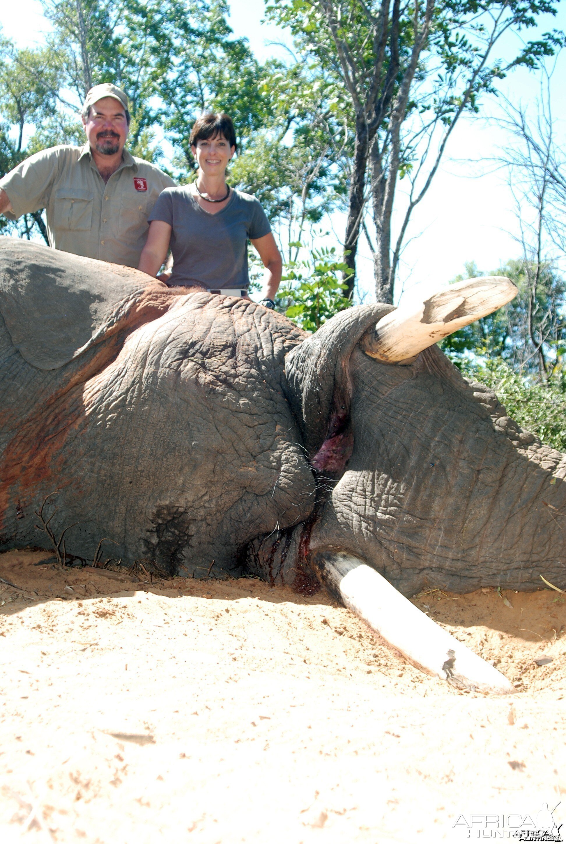 Elephant Zimbabwe