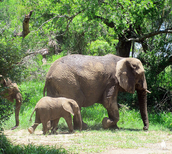 Elephant Zimbabwe