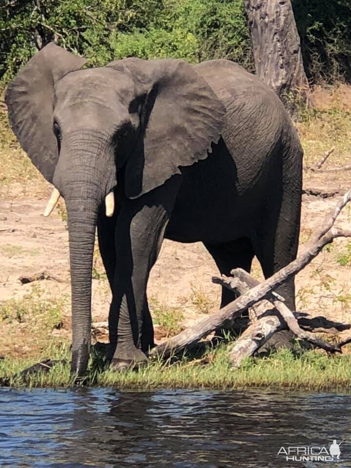 Elephant Zimbabwe