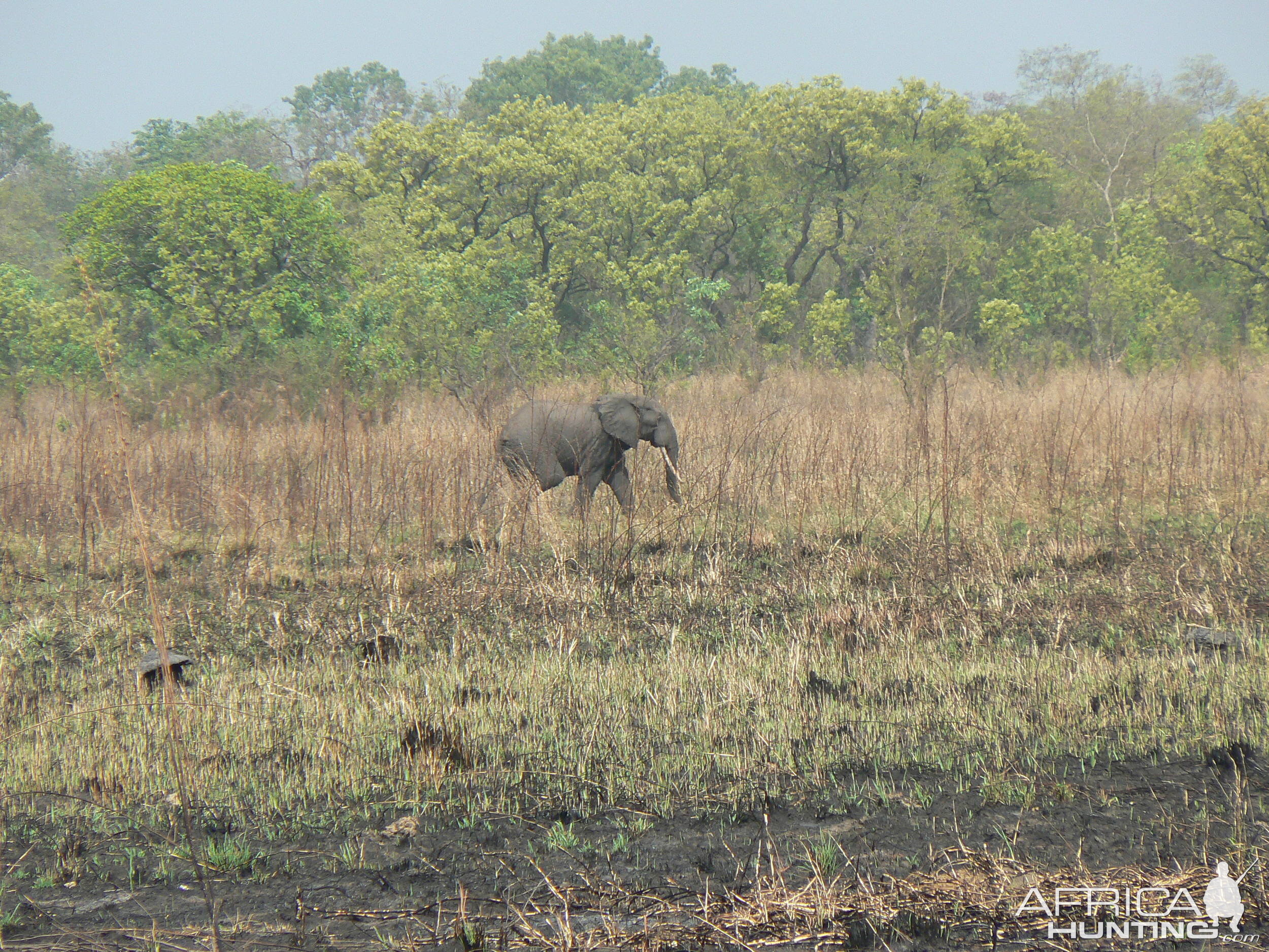 Elephant