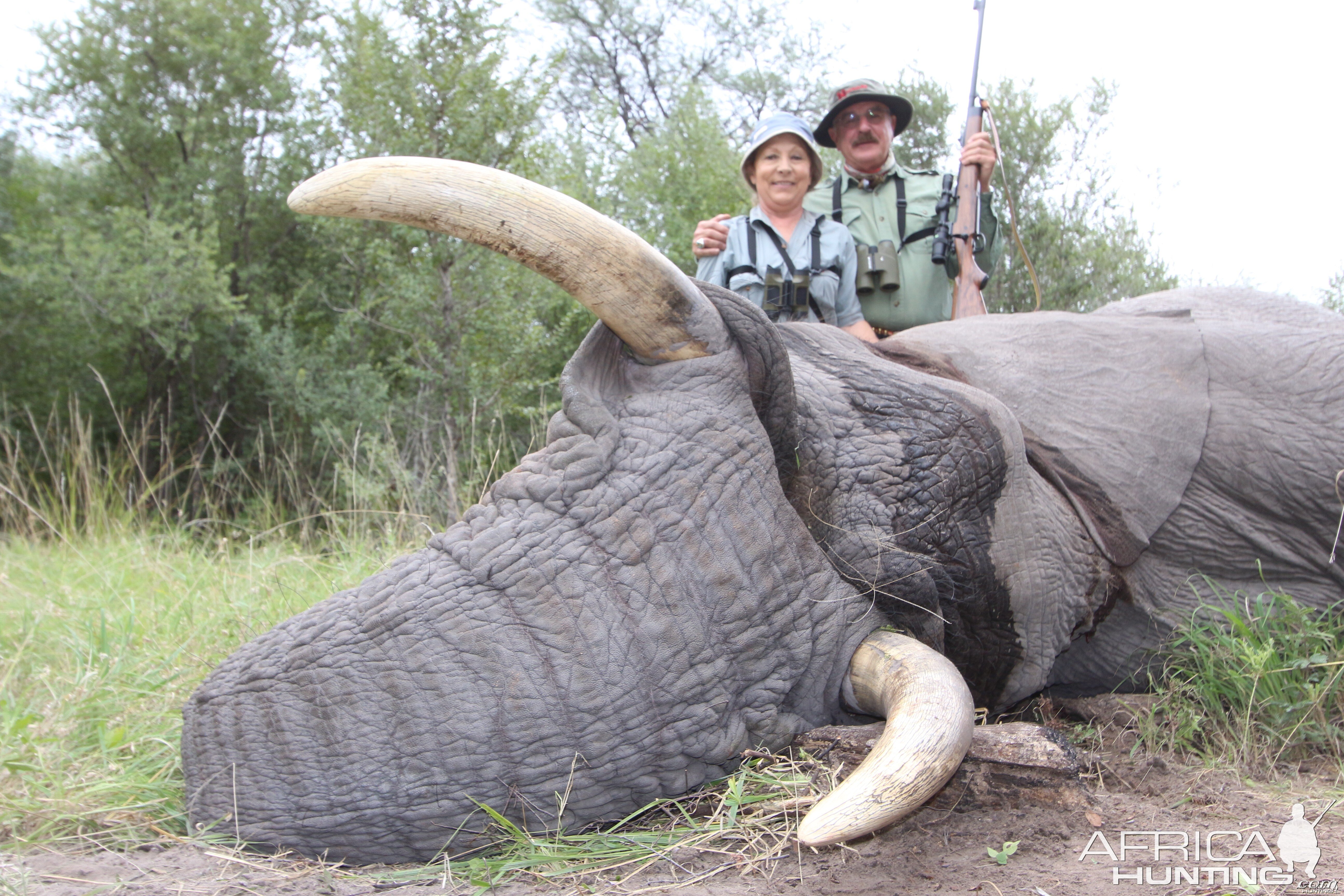 Elephant