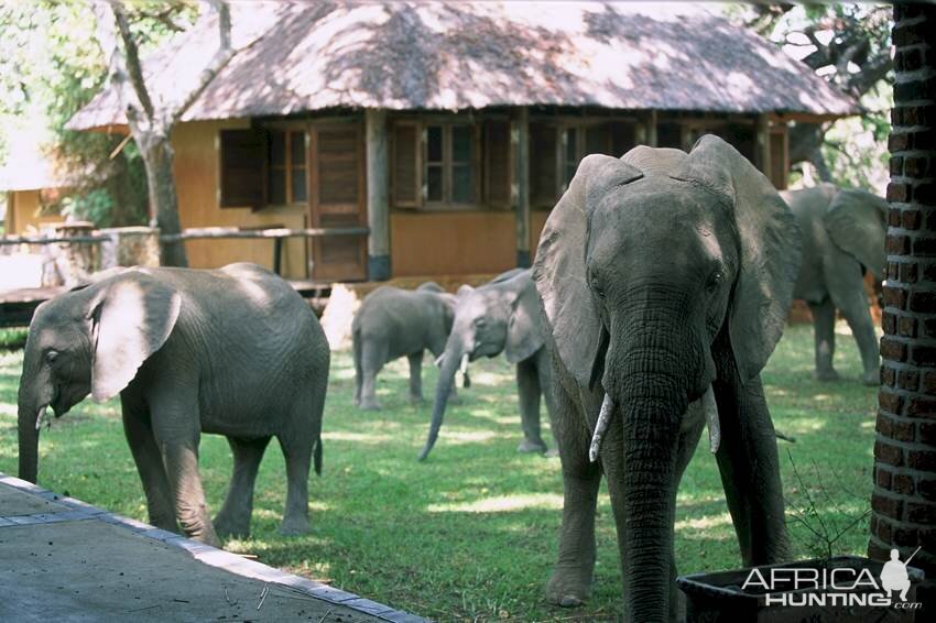 Elephants at the Mfuwe Lodge in Zambia