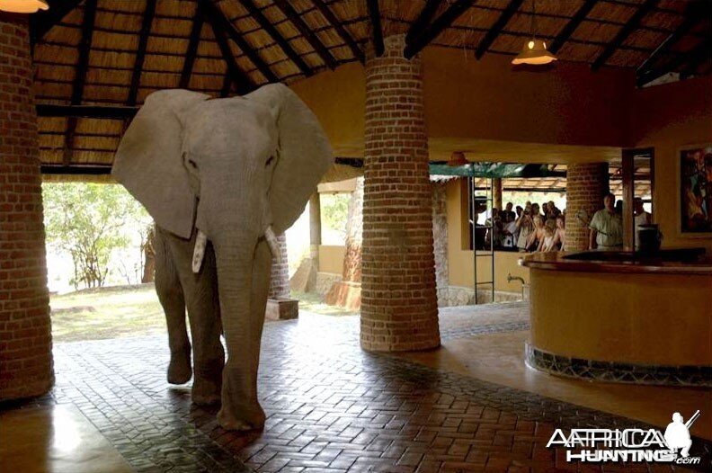 Elephants at the Mfuwe Lodge in Zambia