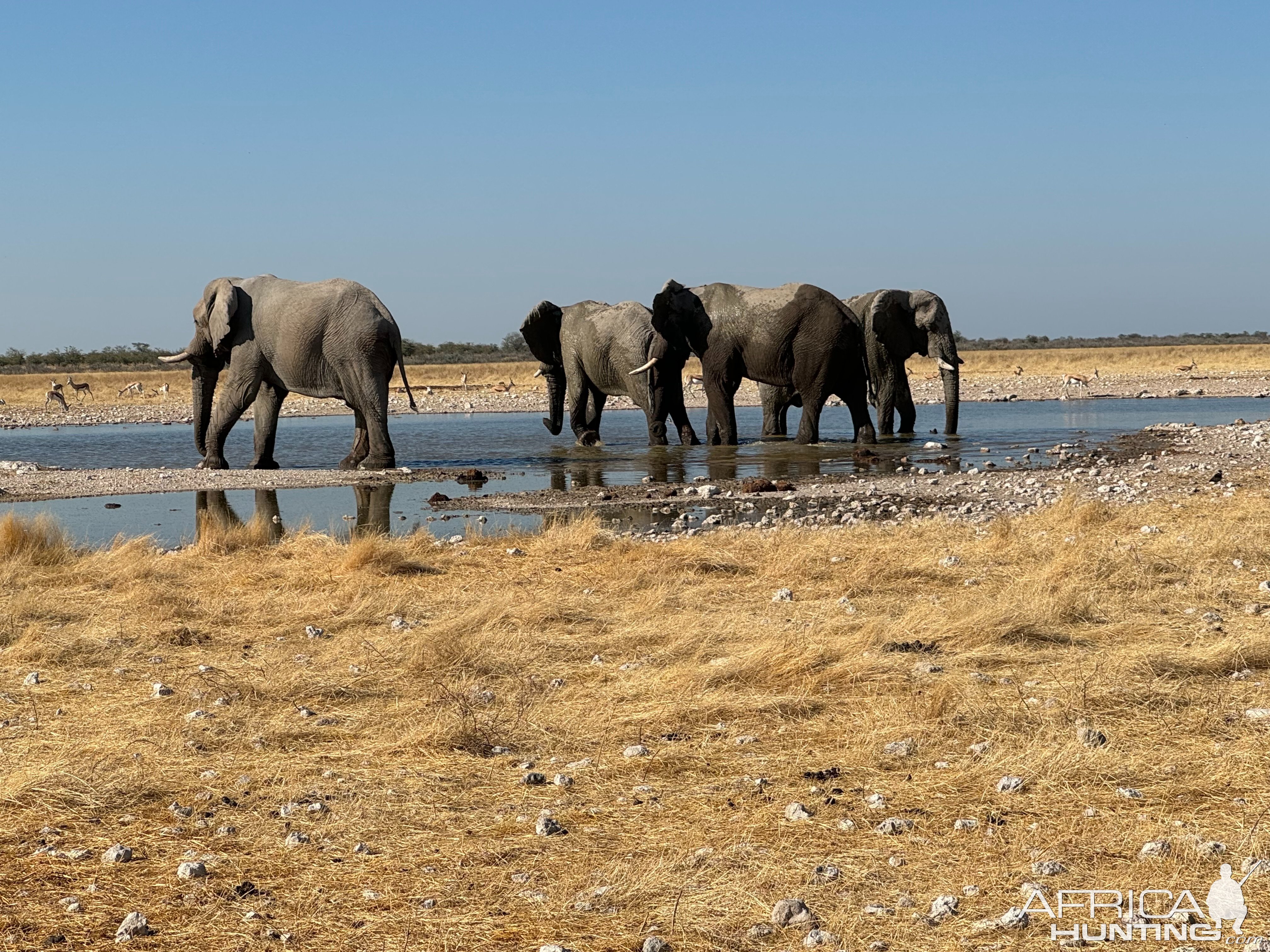 Elephants Etosha National Park Namibia