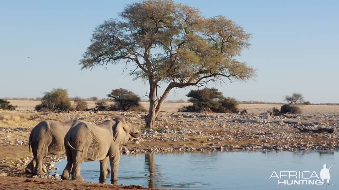 Elephants Etosha Nature Reserve