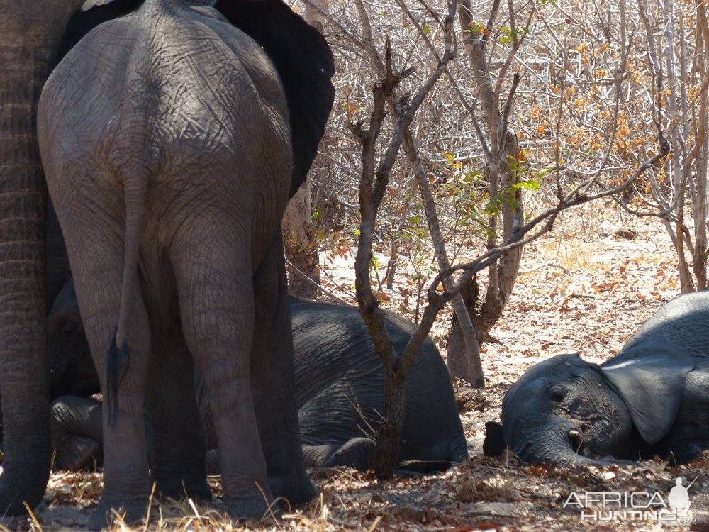 Elephants having a lazy moment in Zimbabwe