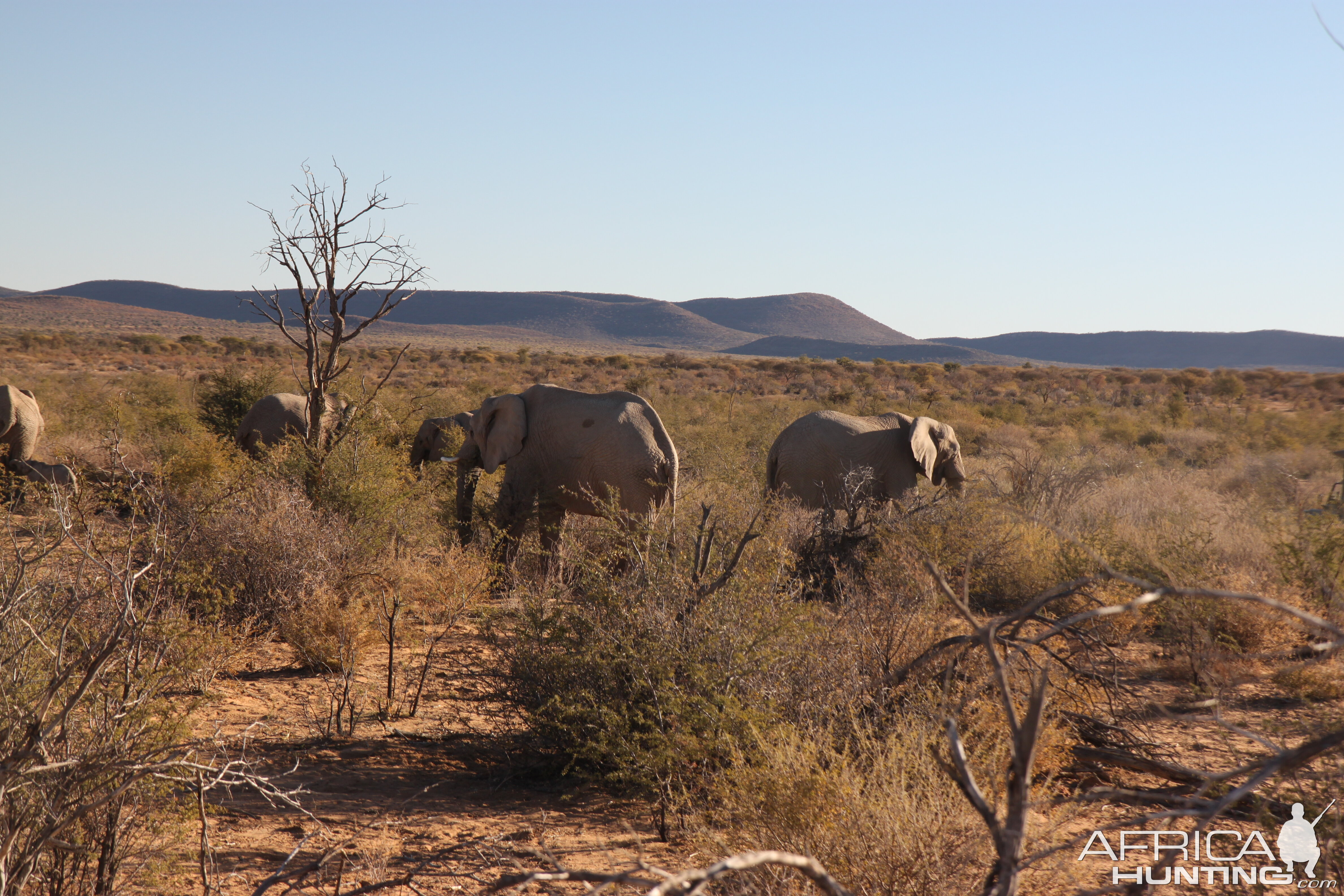 Elephants in Namibia