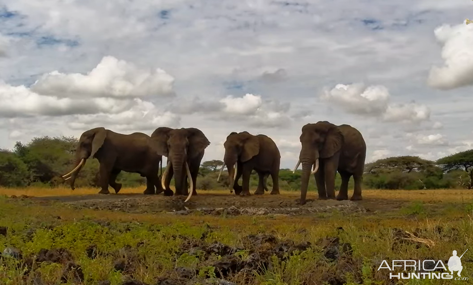 Elephants Kenia